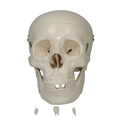 BTC INSTRUMENTS Life Size Skull