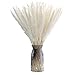 Herbe de la Pampa Séchées 30pcs, ZOLGINAH 45cm Bouquet de Fleurs Pampa Sechees Naturelles Decorative Vase Artificielle Branche Plante Boheme Maison Balcon Cuisine Salon Table Mariage, Blanc