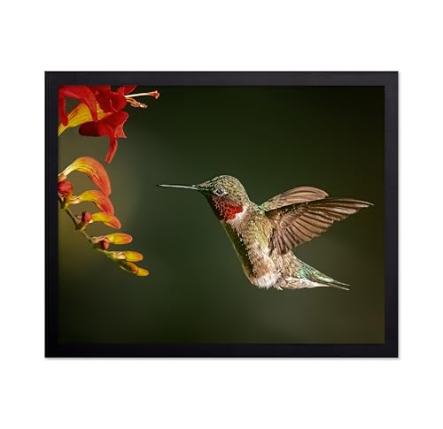 Monem Art Hummingbird Floral Nature Print - Bird Wildlife Macro