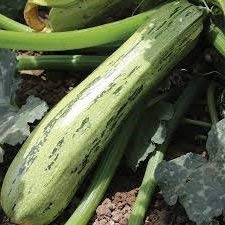 10 Semi di AW11 Caserta Zucchini
