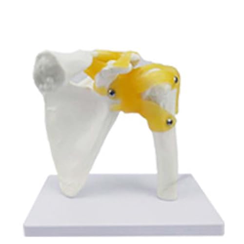 Image of Anatomical Joint Models Set, 6 Pieces Human Skeleton Display with Hand, Foot, Shoulder, Elbow, Hip, Knee, Medical Teaching Display (Shoulder Joint (Ligament))