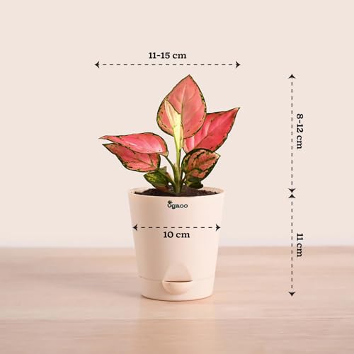 Image of Ugaoo Aglaonema Pink Beauty Live Indoor Plant with Self Watering Pot (Small) | Low Light Air Purifying Houseplant for Home, Office, Bedroom & Desk Decor
