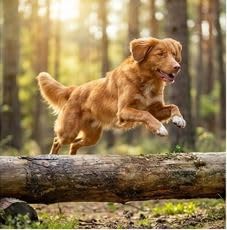 Pienso Energy para Perros Activos, Carne de Ternera y Pollo, 20 kg, Alto Rendimiento, con Condroitina y Colágeno