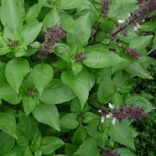 Genipap 20 Maslin Large Leaf Basil plant Seed - Afbeelding 3