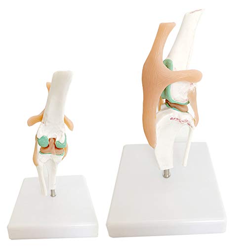 WIEUR Modelo de articulación de Rodilla de Perro Ligamento canino Modelo de Esqueleto Funcional