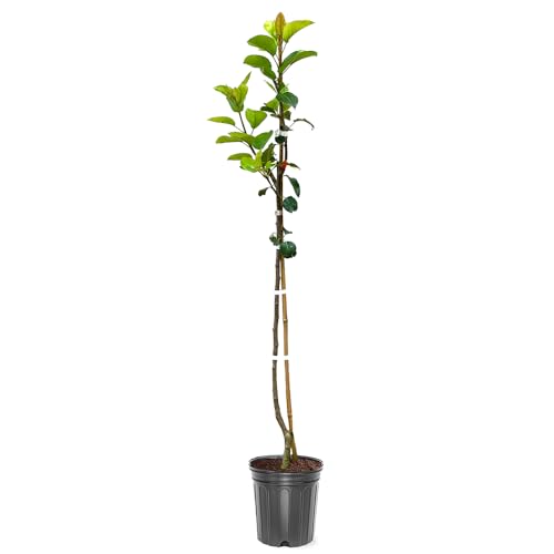 Bartlett Pear Tree Delicious Classic Choice Sweet and Juicy Fruit 1-2 ft Tree Height 1 gal Nursery Pot (Due to Agricultural Laws we Cannot Ship to CA AZ AK or HI)
