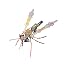 Mosquito D