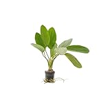 CANTON AQUATICS Amazon Melon Sword (Echinodorus Osiris) - Live Aquarium Plant with Red-Green Leaves | Easy-Care, Rooted, Fish-Safe, Natural Water Filter for Freshwater Tanks - 2' Pot