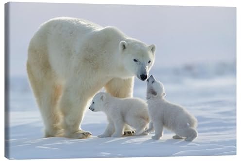 Posterlounge Famille d'ours polaire au Parc national Wapusk, Canada Tableau sur toile de David Jenkins 100 x 70 cm Tableaux Décoration murale