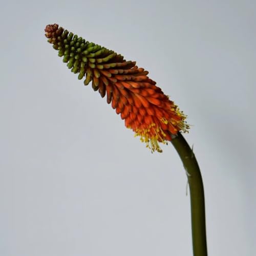 50 piezas Semillas de plantas resistentes al lirio de la antorcha Balcón de semillas de flores, regalos de jardín para mujeres. Kniphofia uvaria - prado de flores silvestres, regalo