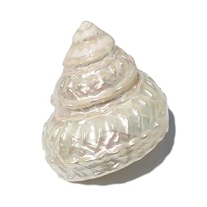 CHAASDEOM Muschelhorn, 6-11cm, Natur Muscheln