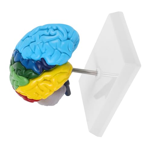 HEALLILY Modelo de medio cerebro derecho humano con anotaciones de color para el aprendizaje de neurociencia, representación anatómica precisa para la enseñanza de la educación médica