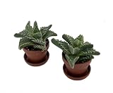 Tiger Jaws Plant - Faucaria tigrina - 2 Pack in 1' Pots with Saucer