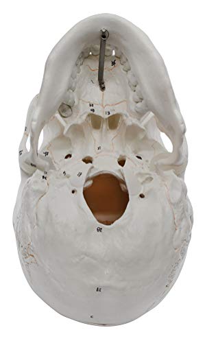 hBARSCI Numbered Human Skull Model - Medical Quality - 3 Parts w/Removable Calvaria, Articulated Mandible, Painted Sutures, 55 Numbered Features - Anatomy Skull, Plastic Skull Replica
