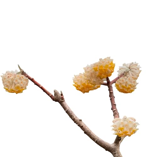 Best garden to get through winter