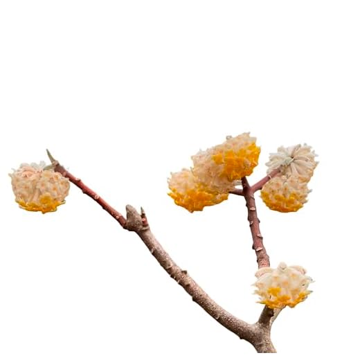 Edgeworthia Winter Bloomer Shrub Plant