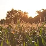 Zoom IMG-2 birkengold xilitolo biologico 500 g Zoom IMG-2 birkengold xilitolo biologico 500 g