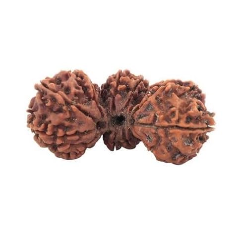 Retrend Design Trimukhi Rudraksha �I���W�i�� �l�p�[�� �u���t�} ���B�V���k �}�w�V�� ���h���[�N�V�� �y���_���g �Ԃ����t�� Trijuti Rudraksha �I���W�i�� �F�� �K�E�� �p�X ���h���[�N�V�� �B