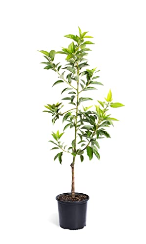 Brighter Blooms - Cold Hardy Avocado Tree, 3-4 ft. -