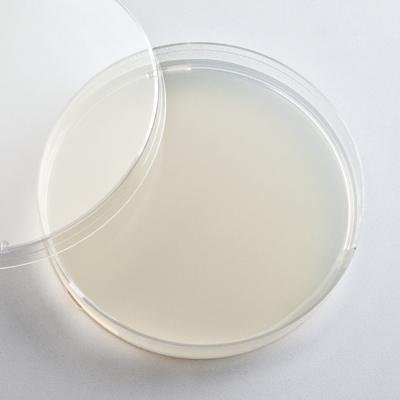 IPM SCIENTIFIC, INC. Default Vpn - Nysm Agar - Prepared Nutrient Yeast Extract Salt Medium (Nysm) - Pack Of 6