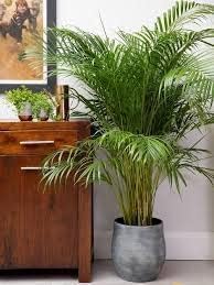 BALA PLANT CREATION Rare Areca Palm Indoor Air Purifying Low Maintenance Plant (B0D4HL3YN2) Amazon Price History, Amazon Price Tracker