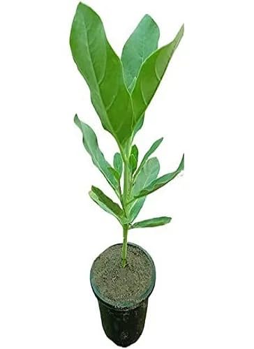 Image of Safed Aak Plant (Calotropis Gigantea) Live Plant | Ornamental Flowering Shrub for Home Garden | Outdoor Medicinal Plant | White Aak Madar Plant for Terrace, Lawn & Landscape Gardening