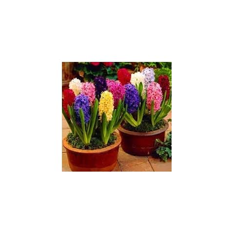 12x Hyacinth Mixed Bulbs for Spring Cover