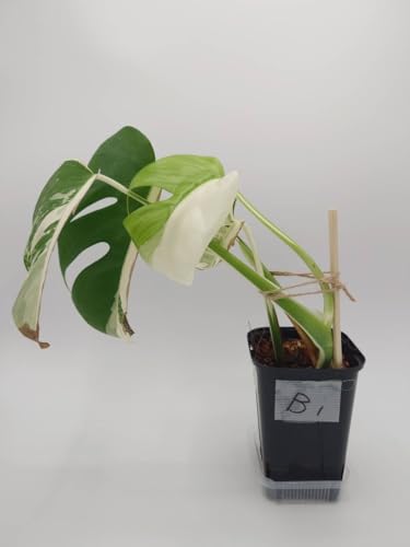 あつこ ホワイトタイガー鉢1鉢と葉付き茎3株 あつこ ホワイトタイガー鉢1鉢と葉付き茎3株 あつこ様専用 ホワイト