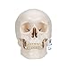 3B Scientific Plastic Human Skull Model, 3 Parts, 7.9" x 5.3" x 6.1"