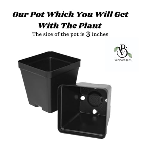 Image of Vedante Bliss Live Lemon Plant Hybrid All Seasons || Sour lemon plant || Pack of 1 Healthy Plant For Outdoor Garden With Black Pot