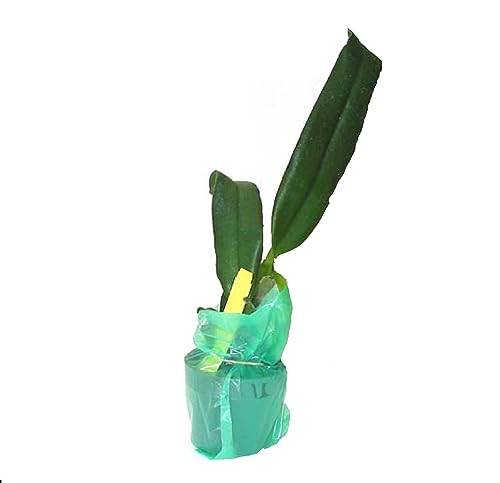 Hawaiian Cattleya Orchid Starter Plant - 6 - 10 Inches Tall, Planted in 2 Inch Pot - no Bloom - Discount HawaiianGIft