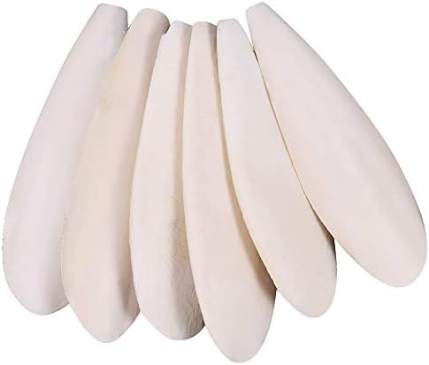 Alles, was du über Zubehör für deine Schildkröten wissen musst! 3 Goldenfellnase Sepiaschalen