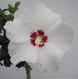 Baumschule Pflanzenvielfalt