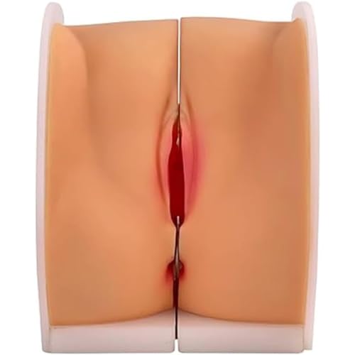 Modèles d'anatomie génitale aux structures anatomiques précises