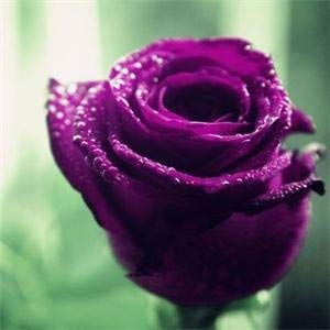 Mix : New Lovely 100 Pcs Rose Seeds Flowers Bonsai/Rare Purple Black White Red Blue Rose Seeds
