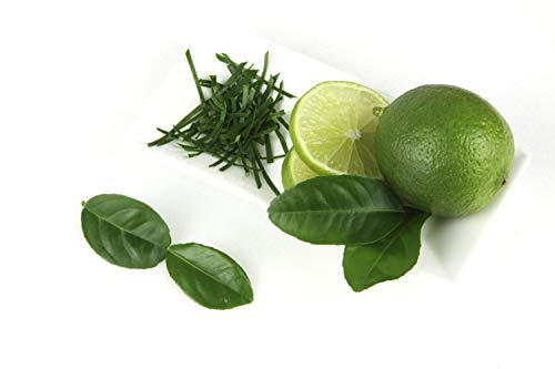 Citrus Tree - Lime - 1 x Tree in A 5-Litre Nursery Pot by Suttons