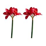 RSACCSKY 2Pcs Realistic Artificial Amaryllis Flowers 24.4'' Extra Long Faux Clivia Bouquet Stems for Home Office BathroomTable Centerpiece Wedding Party Arrangements (Red)