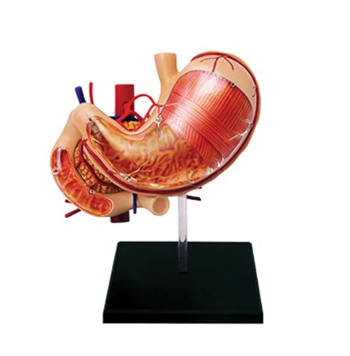 Modèle anatomique Stomach 4D avec 12 pièces détachables apprentissage médical complet
