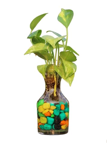 Image of Dimon Potpourie Glass Vase, Flower Vase, Vessel, Money Plant Pot for Bedroom, Balcony, Home, Table and Office Decoration (Bottle Shape Pot) - Pack of 2 Piece, 5.5 Inches(Plant not Included)