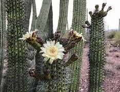 Mexican Pitaya Cactus Seeds – Stenocereus Thurberi Organ Pipe Cactus, Rare 20+ Seeds