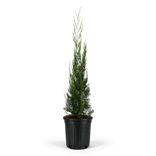 Burkii Juniper Eastern Red Cedar - Live Outdoor Plant, Compact Evergreen Tree with Blue-Silver Foliage, Ideal for Landscaping, Low Maintenance, Drought Tolerant (1gal Pot, 1-2ft)