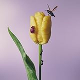 【Amazon.co.jp限定】おいしいパスタがあると聞いて - あいみょん (メガジャケ付) [Analog]