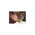 Opalescence PF 20% Teeth Whitening 16pk & 3 D.I.Y. Tray Kit