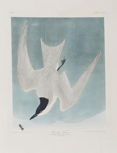 Illustration d'oiseaux d'Amérique décoration murale toile 60x90
