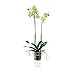 Maceta transparente "Porto" con soporte para orquídeas, 14 cm de diámetro, con...