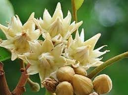 GreenTower Spanish Cherry (Bakul Flower Plant) Mimosas Elengi Maulsari Bullet Wood Live for Home Garden tree Plant Original Variety Pack of 1 (B0CCBV3V72) Amazon Price History, Amazon Price Tracker