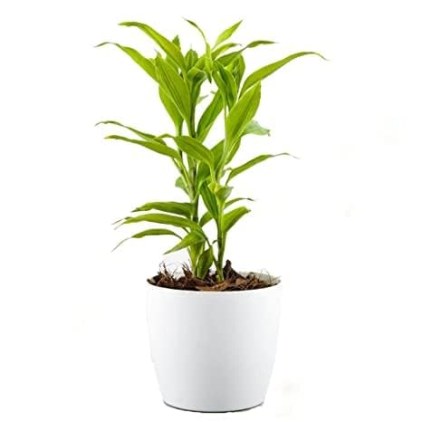 Plantoos Golden Bamboo Plant | Good Luck Plant pack of 1(3 plants) |Indoor Live Plant | Bamboo Plant With Pot | Office Desk Balcony | Indoor Plants For Living Room | Indoor Plants With Pots (B0CPFY8M19) Amazon Price History, Amazon Price Tracker