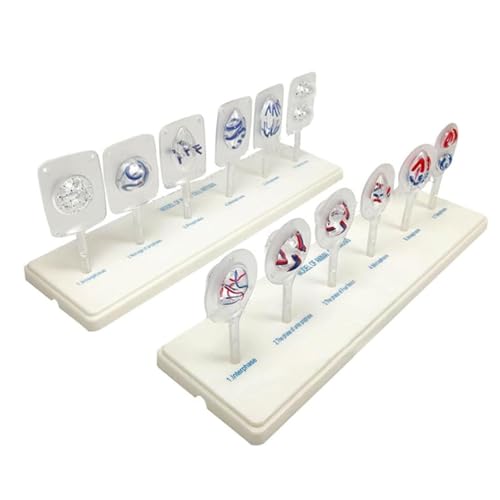 CHIPEL Animal and Plant Cell Mitosis and Meiosis Model, 12 Parts Medical Science Anatomy Cell and Mitosis Model Set for Biology Teaching aids Equipment Teaching