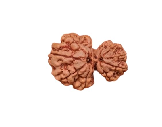 Authentic Nepali Gori Ganpati Ruthratcham Prayer Beads Ruthraj with Capping Garbh Gauri Rudraksha Original Certified গর্ভ গৌরী রুদ্রাক্ষ गर्भ गौरी रुद्राक्ष असली शिव-पार्वती स्वरूप शुभ उपहार-image-46