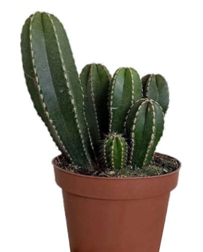 Planta natural Cactus Marginatocereus Marginatus, 20-25 cm. Cardón. Cactus columnares con espinas y tallos robustos, nativo de México. Segura Garden.